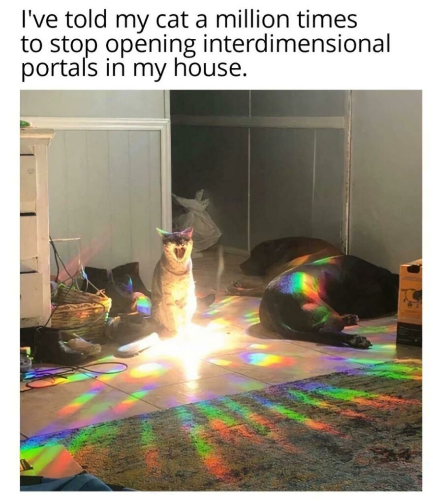 Funny and cute photo of a cat sitting in colorful light, looking like it's opening portals.