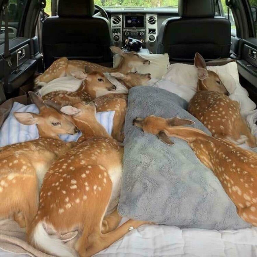 Cute animals: six fawns sleeping cozily in the back of a car, surrounded by pillows and blankets.