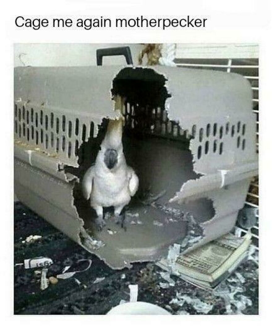 Funny photo of a cockatoo breaking out of a plastic cage with shredded edges.