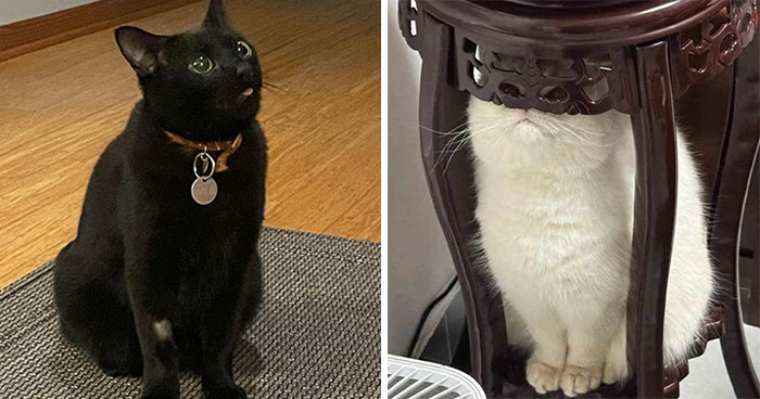 “A Place Where We Can Laugh At Our Non-Human Friends”: 50 Times Animals Were The Funniest (New Pics)