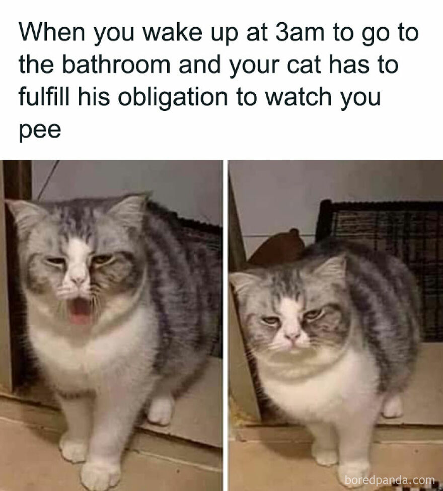 Funny and cute cat looking grumpy in a bathroom at 3am.