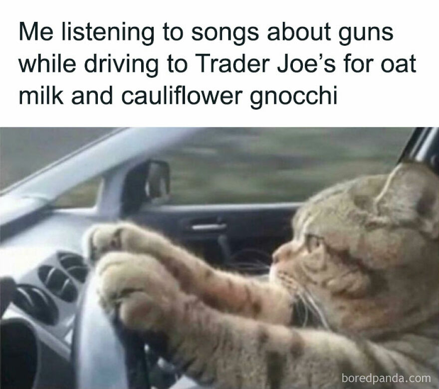 Cute cat driving a car humorously with paws on the steering wheel, looking focused on the road.