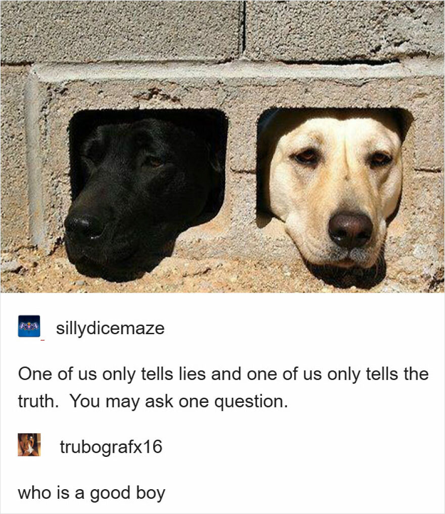 Two dogs peeking through wall holes, one black and one yellow, with a funny dialogue beneath. Cute animal photo.