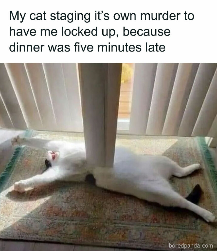 Funny and cute animal photo of a cat playfully stretched out under a vertical blind, creating a dramatic scene.