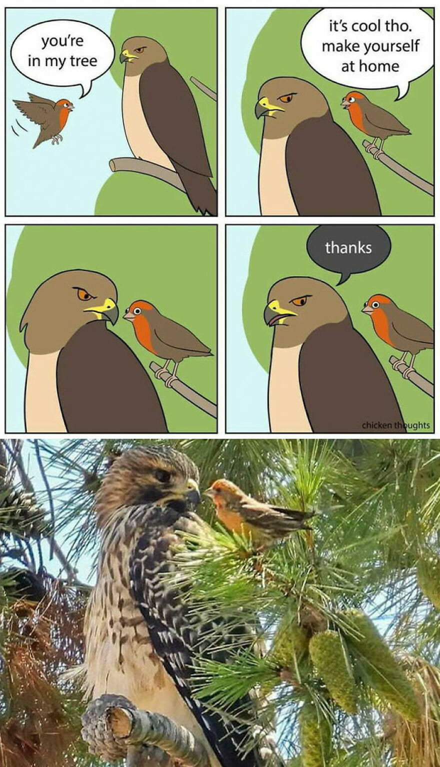 Funny and cute animal comic of a hawk and a small bird on a tree branch, followed by a similar real-life scene.