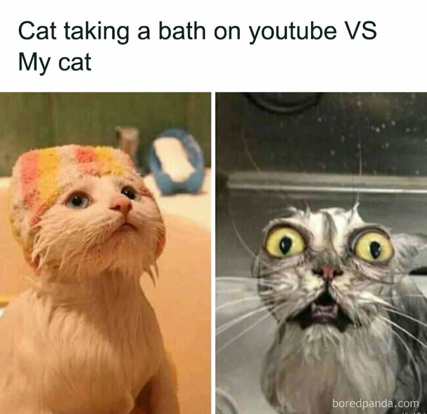 Cute cats taking baths: one calm with a colorful cap, the other wide-eyed and surprised.