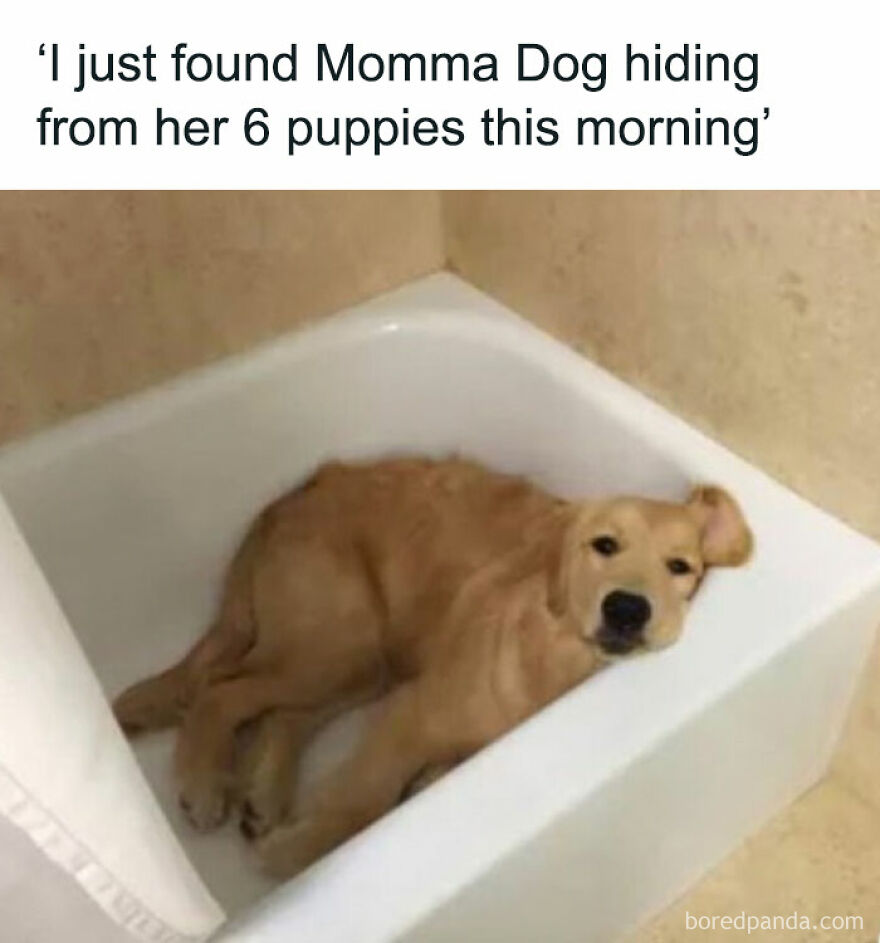 Cute dog hiding in a bathtub, taking a break from her puppies.