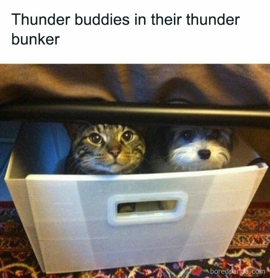 Cute animals hiding together in a small box, forming an adorable duo.