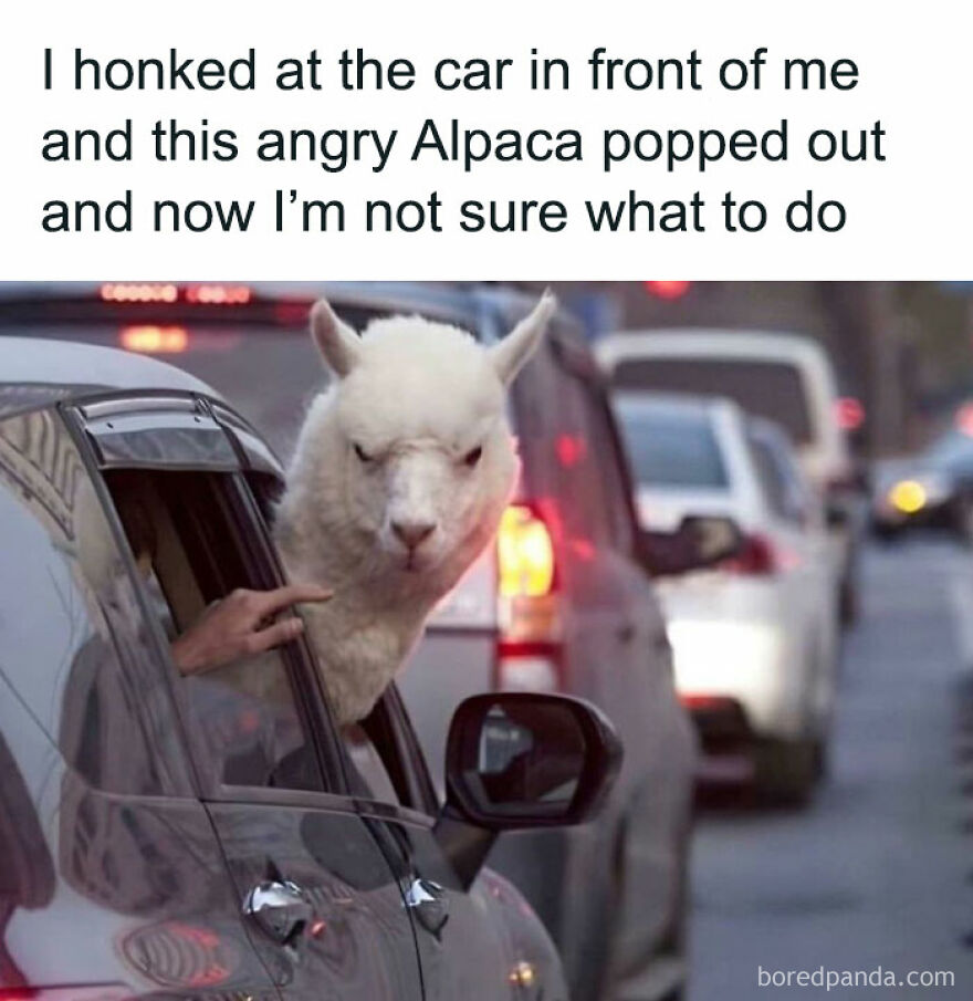 Angry alpaca sticking its head out of a car window in traffic, humorous animal moment.