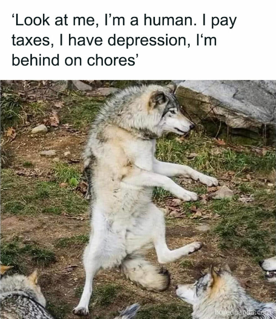 Funny and cute wolf standing upright, humorously mimicking human behavior.