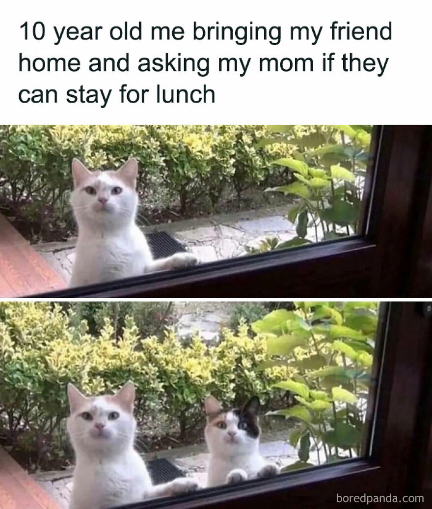 Cute cats peering through a window, resembling kids bringing friends home for lunch, adding humor and charm.