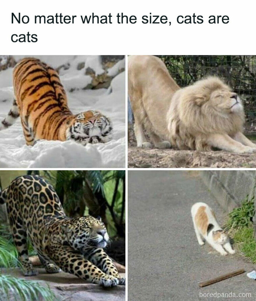 Cute animals stretching: tiger, lion, jaguar, and cat, showcasing funny similarities across different sizes.
