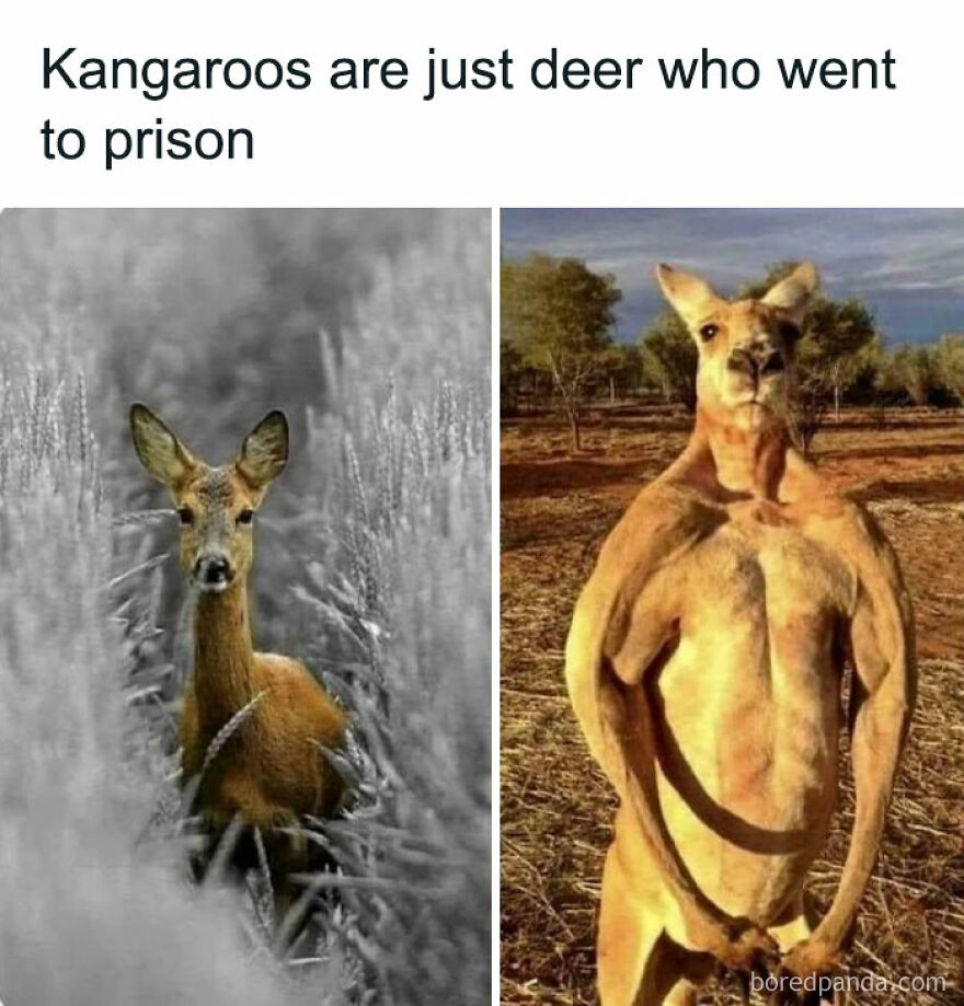 Funny animal comparison: a deer and a kangaroo with caption about prison.