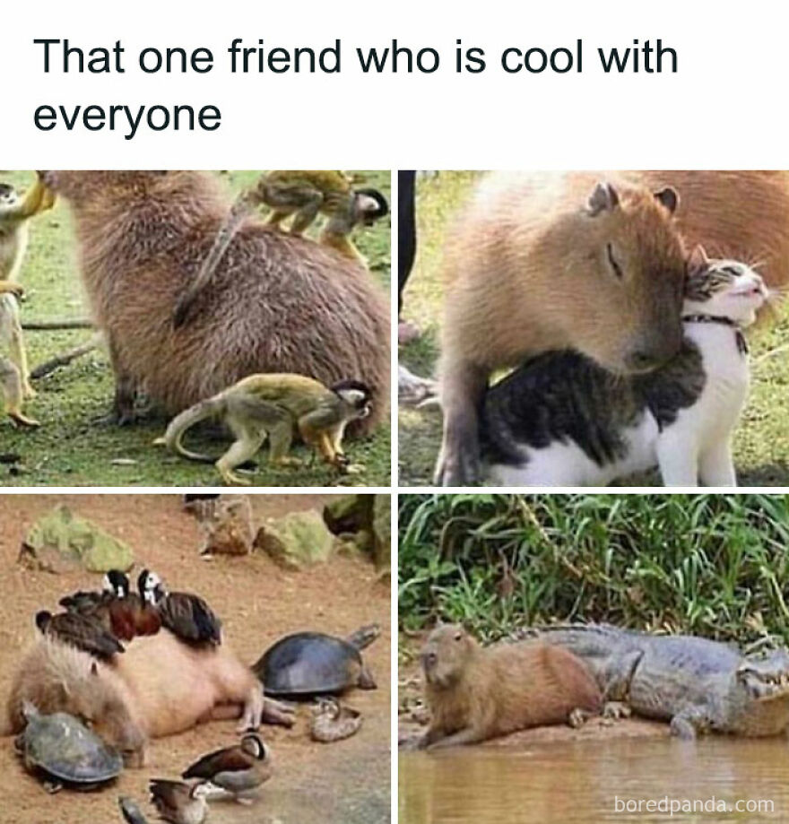 Cute animal photos featuring a friendly capybara with birds, monkeys, a cat, turtles, and a crocodile.