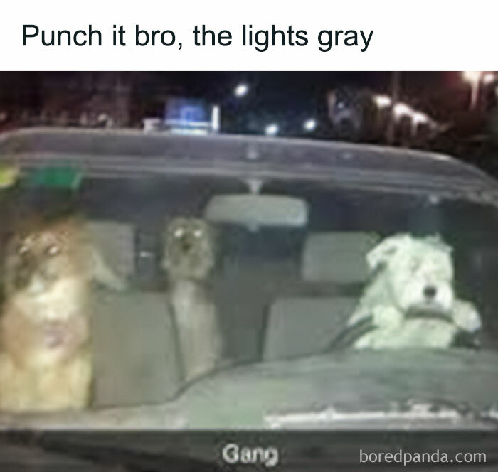 Dogs in a car at night with headlights, featuring funny meme about men and driving.