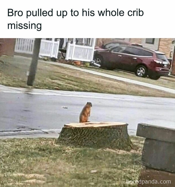 Squirrel stands on a tree stump in a funny meme about men, capturing a humorous moment in suburbia.