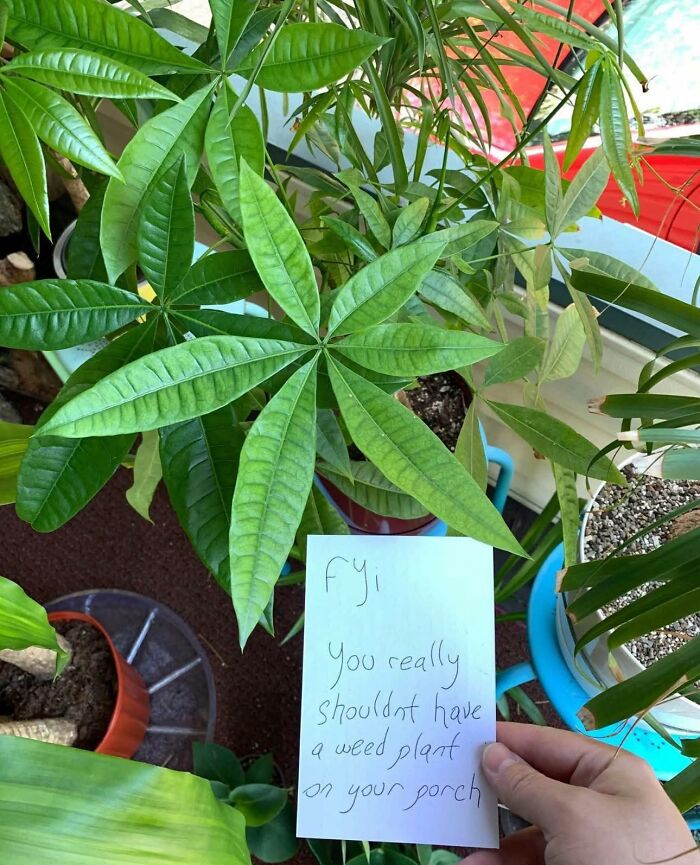 Confidently incorrect note about a porch plant, mistaking it for weed, among other greenery.