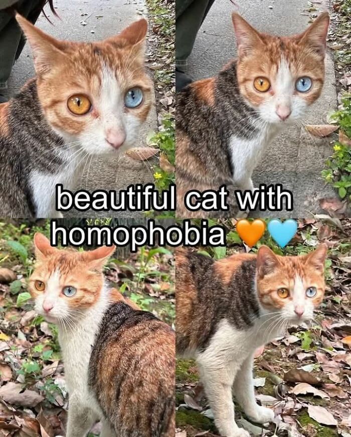 Cat with different colored eyes, surrounded by leaves, showing a confident yet incorrect meme.