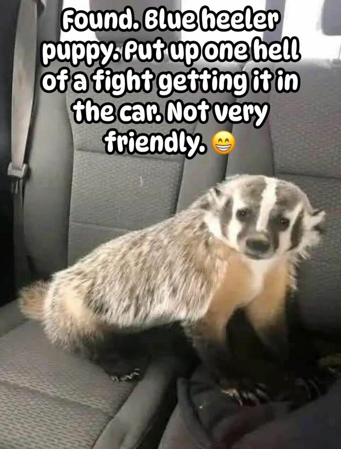 Confidently incorrect person mistakes badger for blue heeler puppy, humorous text overlay in car.