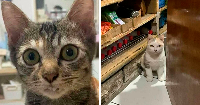 50 Cat Pics That Might Make Your Day A Little Better