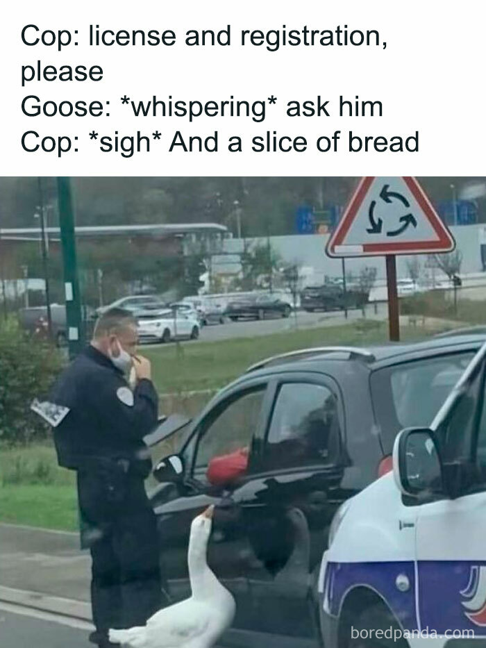 Police officer at a car window, with a goose nearby—dad joke humor scene.