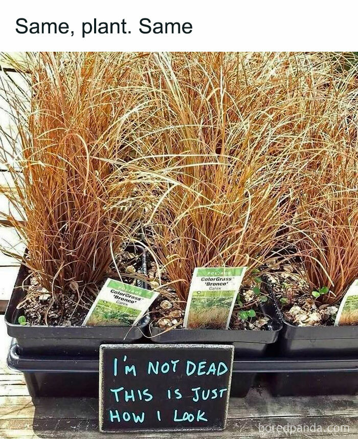 Dry grass plant with a humorous sign saying, "I'm not dead, this is just how I look," capturing plant owners' humor.