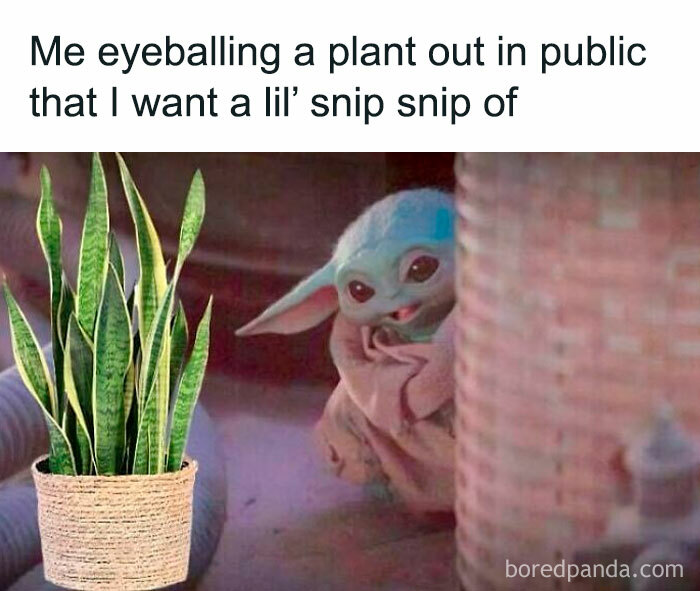 Cute creature peeking at a houseplant, humorously relatable to plant owners.