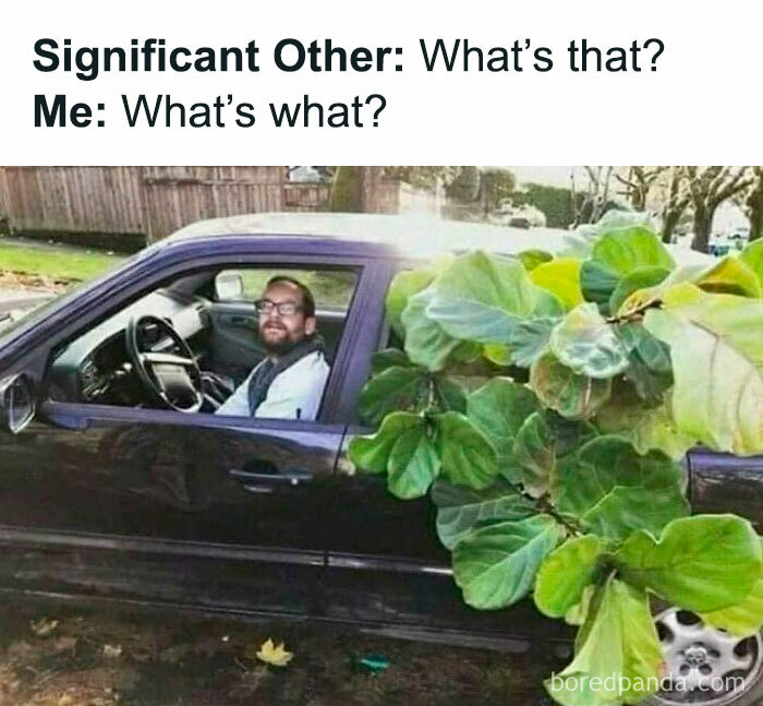 Plant owner meme: Man driving with large houseplant in passenger seat, surprised look, humorously captioned conversation.