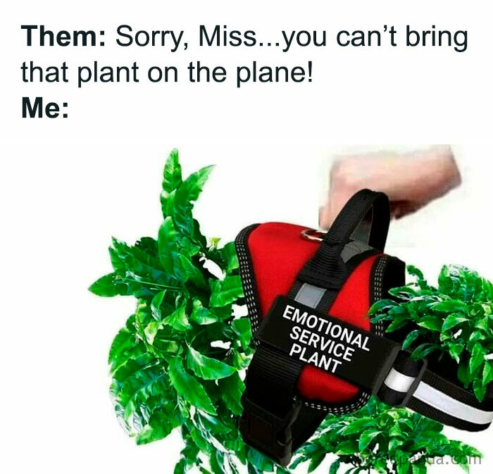 Emotional support plant in a vest with text: Sorry, Miss...you can't bring that plant on the plane! Perfect for plant owners.