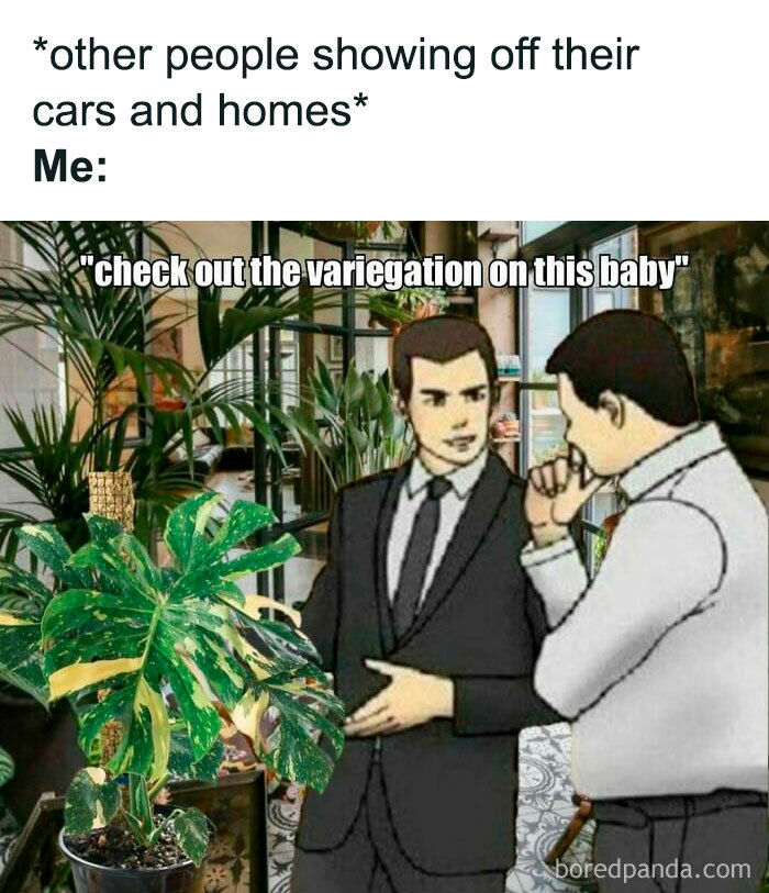 Two men in suits admire a plant's variegation, highlighting plant owner humor.