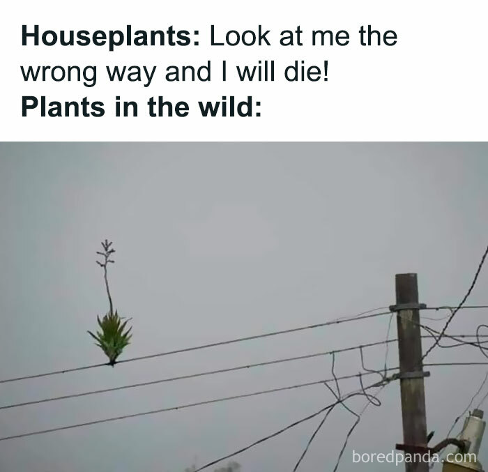 Humorous meme comparing houseplants and resilient wild plants.