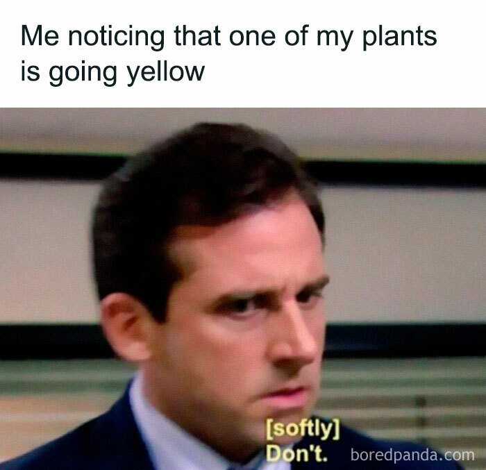 A concerned person looking at a plant meme, expressing worry about yellowing leaves.