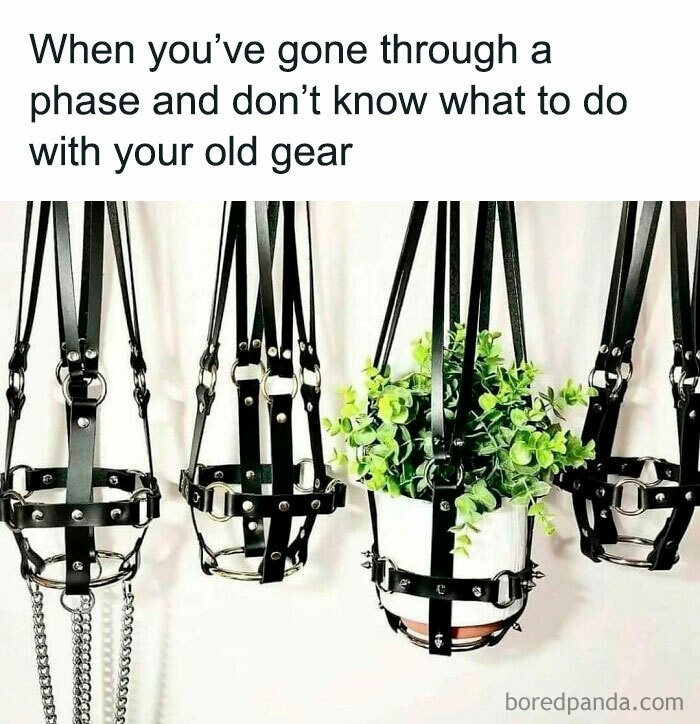 Plant in a leather harness planter, humorously reflecting unique decor choices for plant owners.