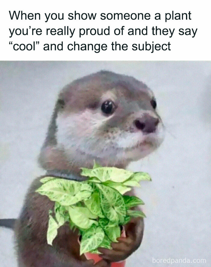 Otter holding a plant, with a caption about the awkwardness plant owners feel when others are disinterested.