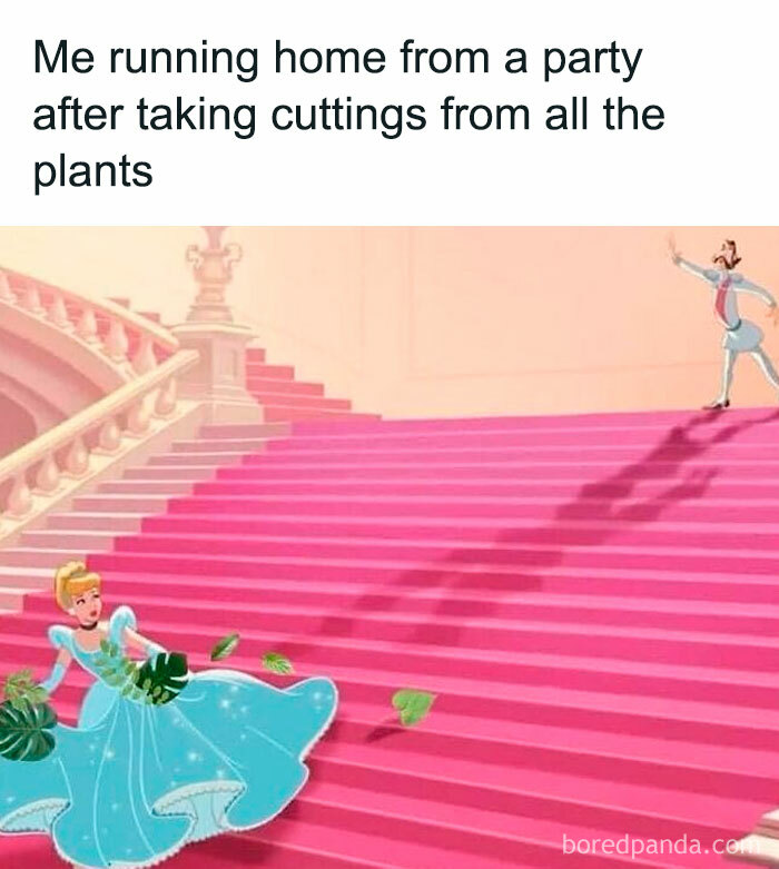 Cinderella running down stairs holding plant cuttings, illustrating a humorous meme for plant owners.
