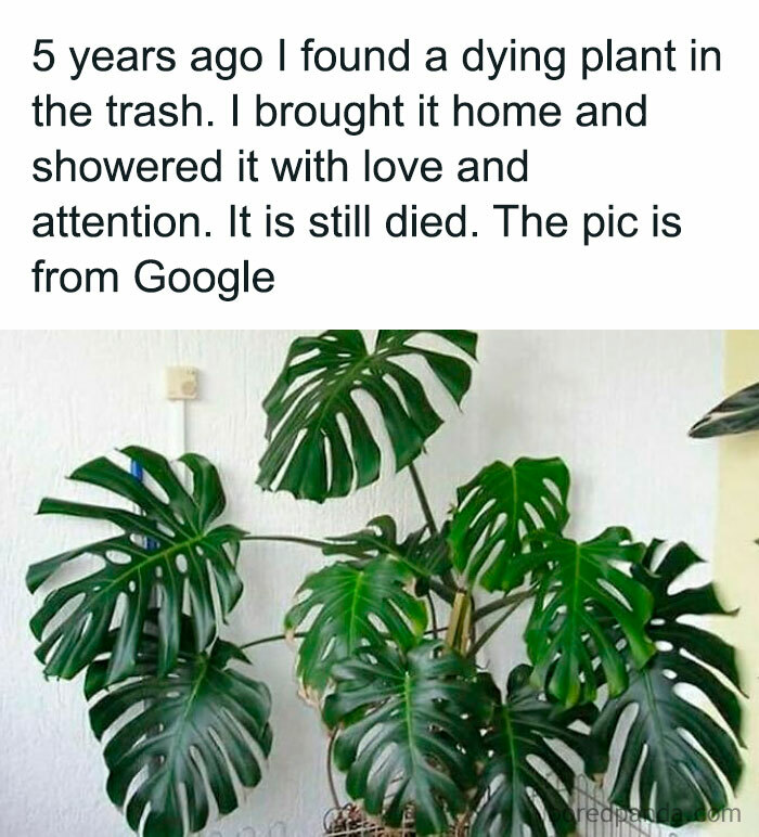 Lush plant with text humorously describing a failed rescue; relatable for plant owners.