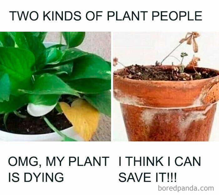 Two types of plant owners meme; one worried about a dying plant, the other hopeful with a wilted plant.