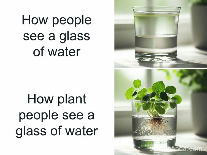Glass of water meme showing plant owner's perspective with plant cutting in water.