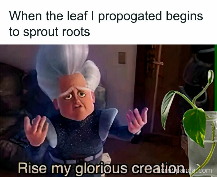 Animated character excitedly gesturing with a caption about propagating plants, appealing to plant owners.
