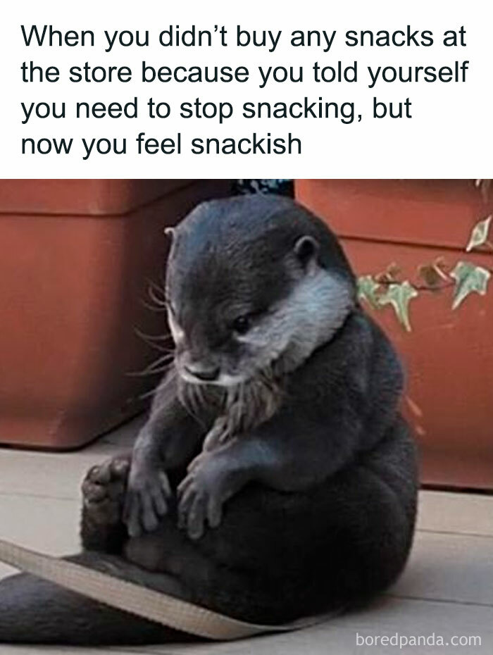 Cute otter sitting sadly with a caption about feeling snackish, perfect for sharing funny memes with friends.