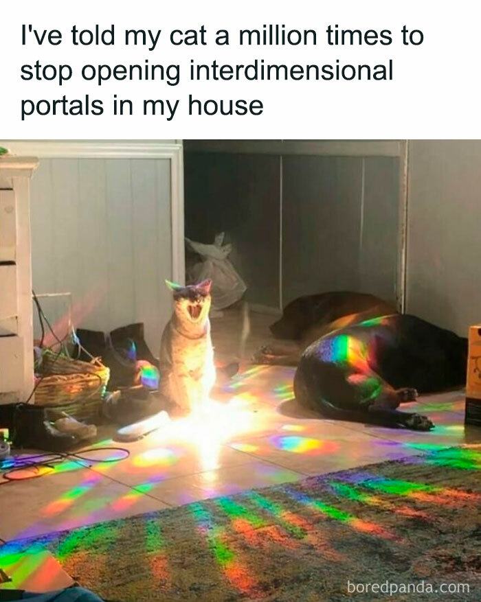 Cat in a room surrounded by rainbow lights, resembling a funny meme scene about interdimensional portals.