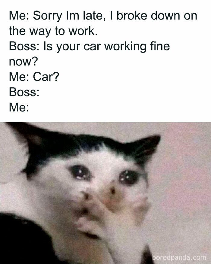 Crying cat meme showing a surprised reaction, perfect for sharing with friends.