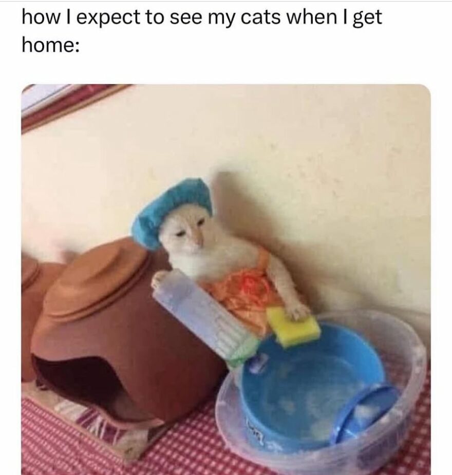Cat dressed as a housemaid with a shower cap, dish brush, and sponge, humorously representing a meme from "Girl Posts."