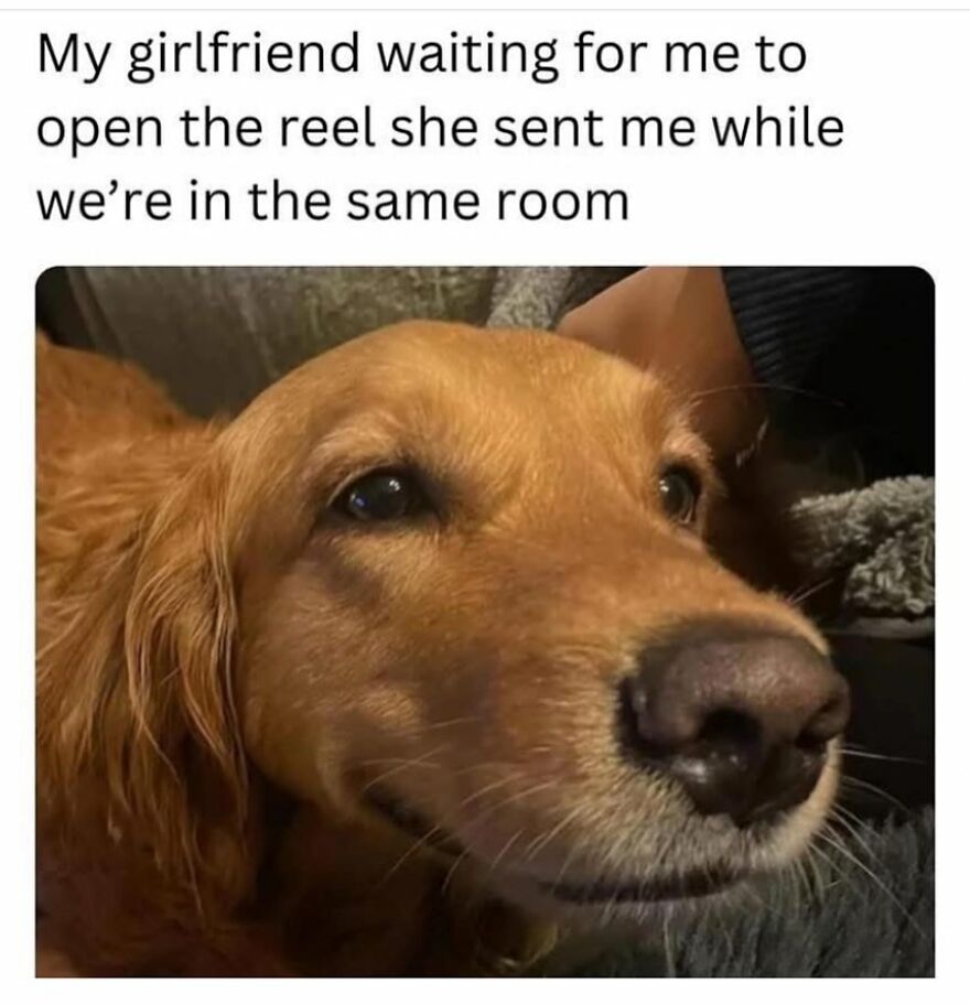 Golden retriever with a humorous expression, relating to funny memes about girls and social media habits.