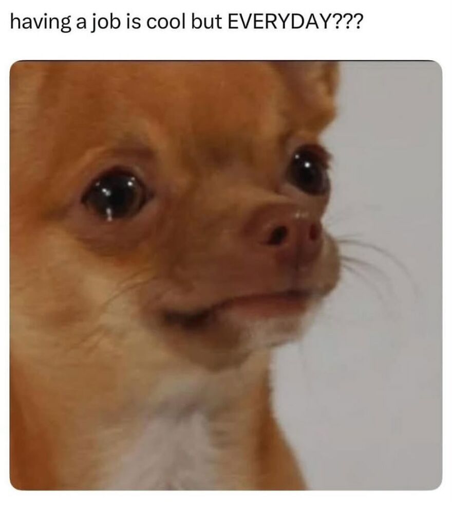 A Chihuahua meme with a caption questioning having a job every day, relating to funny girl posts.