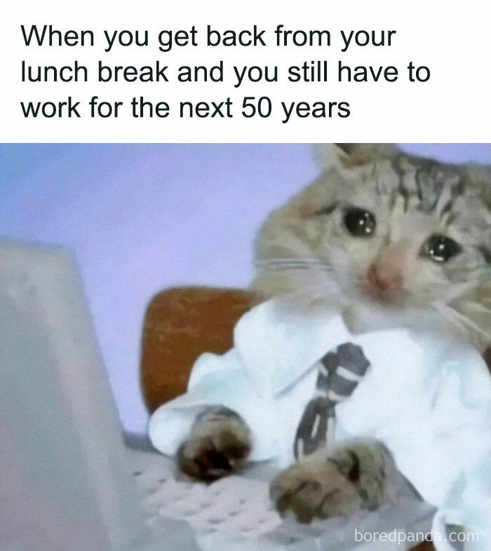 Cat in a tie typing on a laptop, capturing a funny relatable work meme theme.