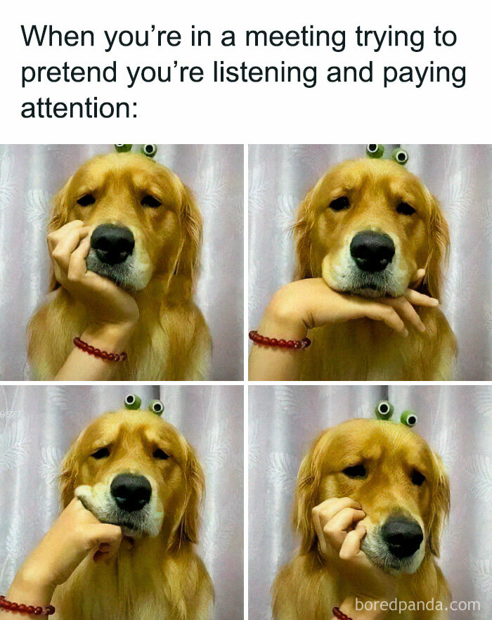 Golden retriever mimicking human expressions humorously in a work meeting, embodying funny relatable work memes.