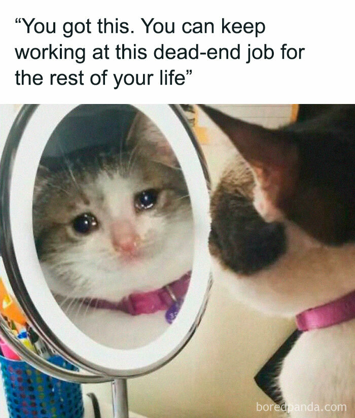 Cat sadly looking in mirror with humorous work-related text, capturing the essence of funny relatable work memes.
