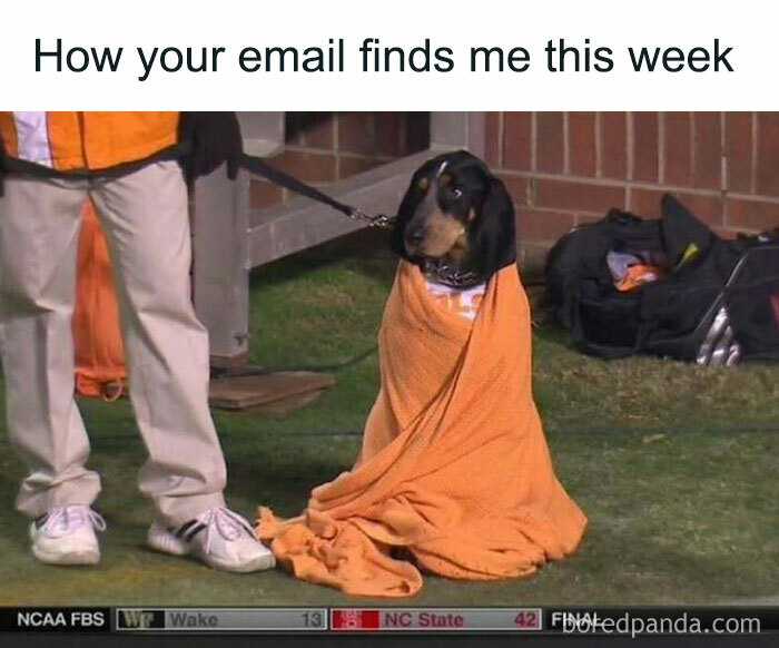 Dog wrapped in an orange blanket with text overlay: "How your email finds me this week." Wall Street meme.
