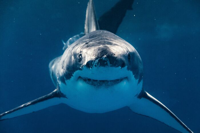 A great white shark underwater, swimming with its mouth slightly open.